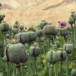 poppies